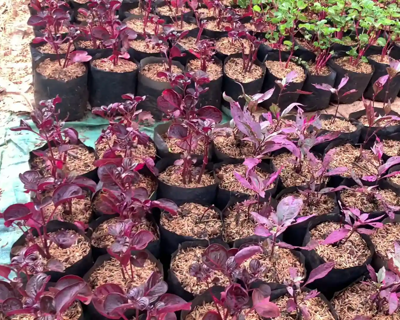 Berkebun Budidaya Bayam Merah di Kebun Berbagi